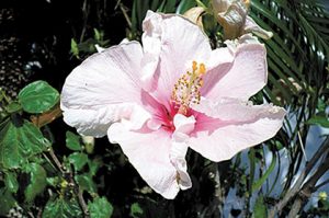 Hibiscus Show, Plant Sale to mark 70th anniversary
